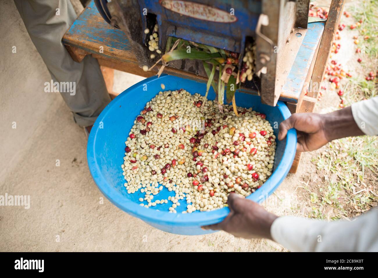 A small coffee farmer utilizes a pulping machine, quickly removing the