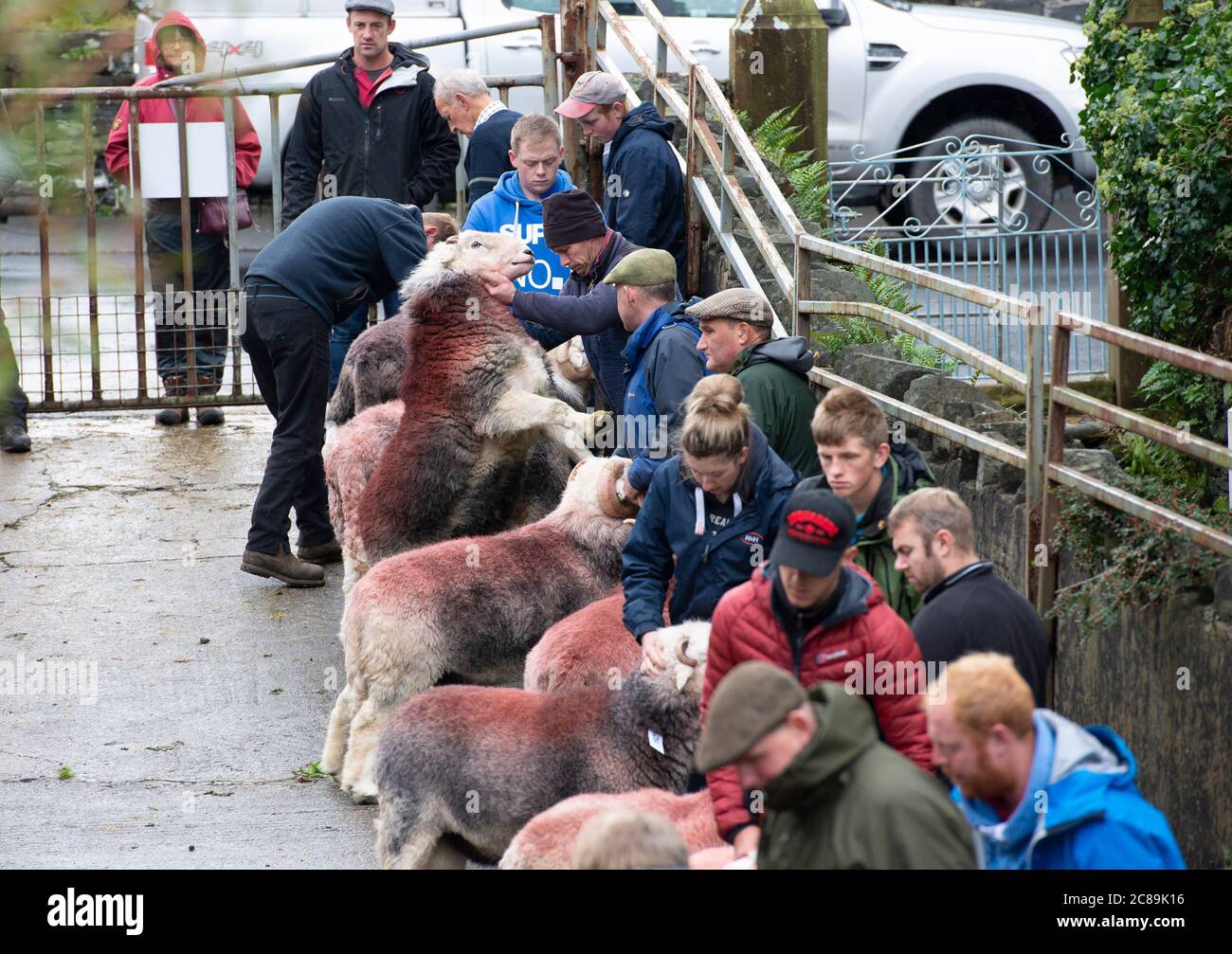 Judging rams. Broughton In Furness sale of Herdwick sheep, Cumbria, Stock Photo