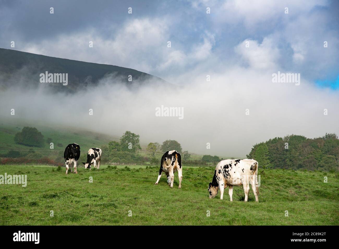 Mist and dairy cattle, Whitewell, Clitheroe, Lancashire. Stock Photo