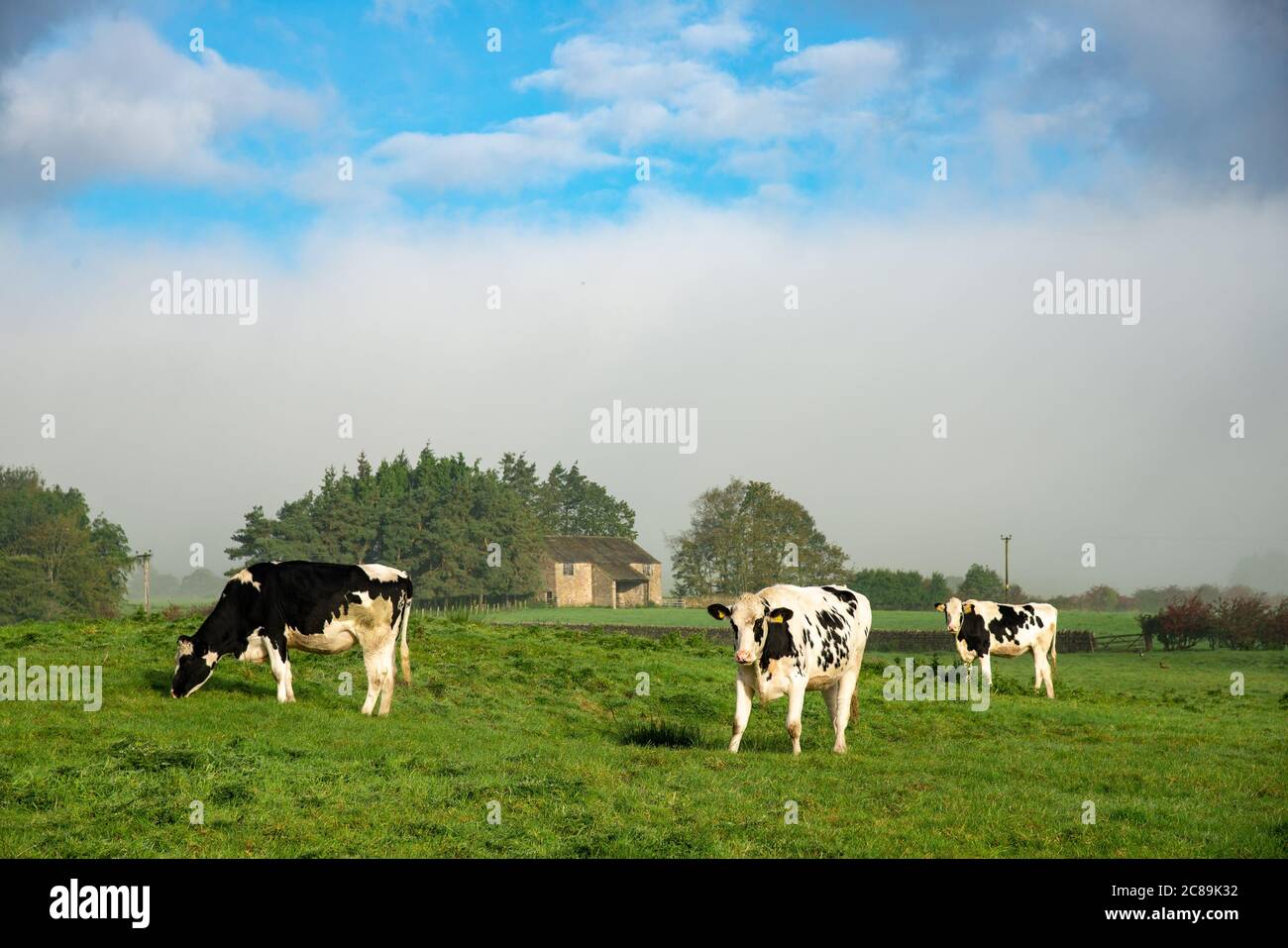 Mist and dairy cattle, Whitewell, Clitheroe, Lancashire. Stock Photo