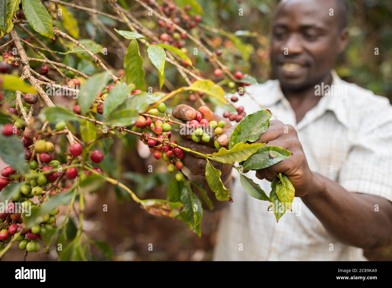 Male coffee grower harvesting fresh coffee cherries on a farm on the