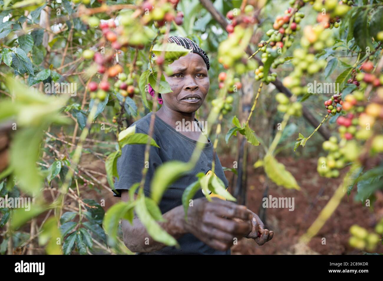 Woman coffee grower harvesting fresh coffee cherries on a farm on the foothills of Uganda's Mount Elgon, East Africa. Stock Photo