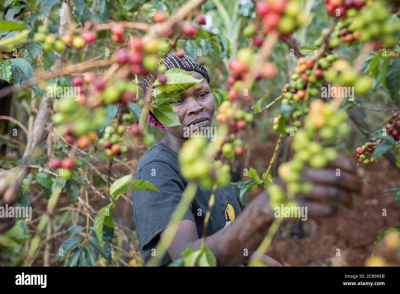 Woman coffee grower harvesting fresh coffee cherries on a farm on the foothills of Uganda's Mount Elgon, East Africa. Stock Photo