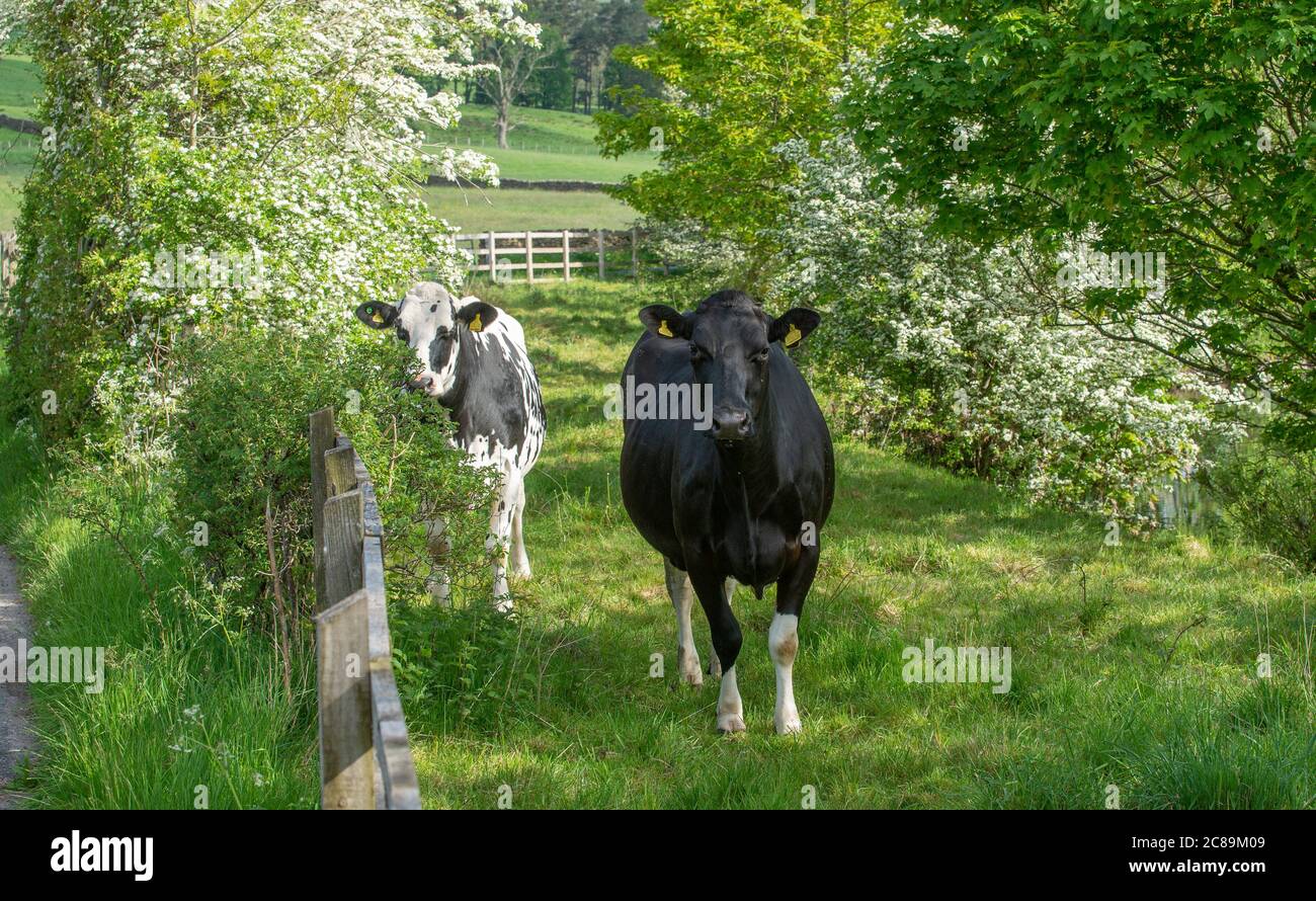Holstein heifers and May blossom, Dunsop Bridge, Clitheroe, Lancashire. Stock Photo