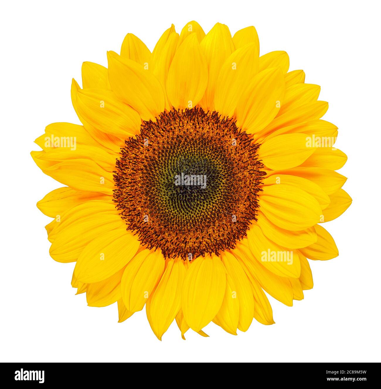 sunflower head isolated on white Stock Photo - Alamy