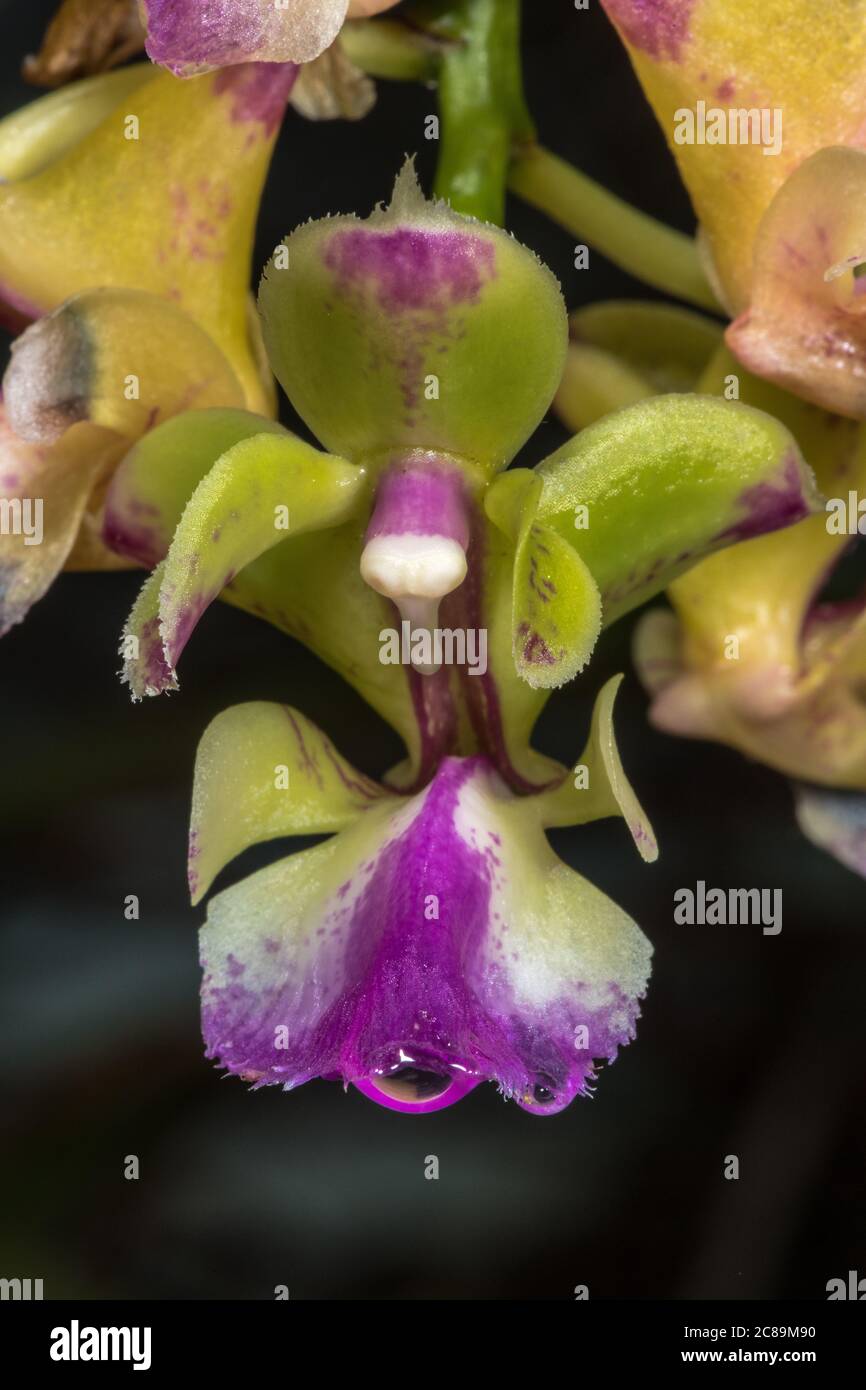Orchid Flower (Aerides houlletiana), Close-up Stock Photo