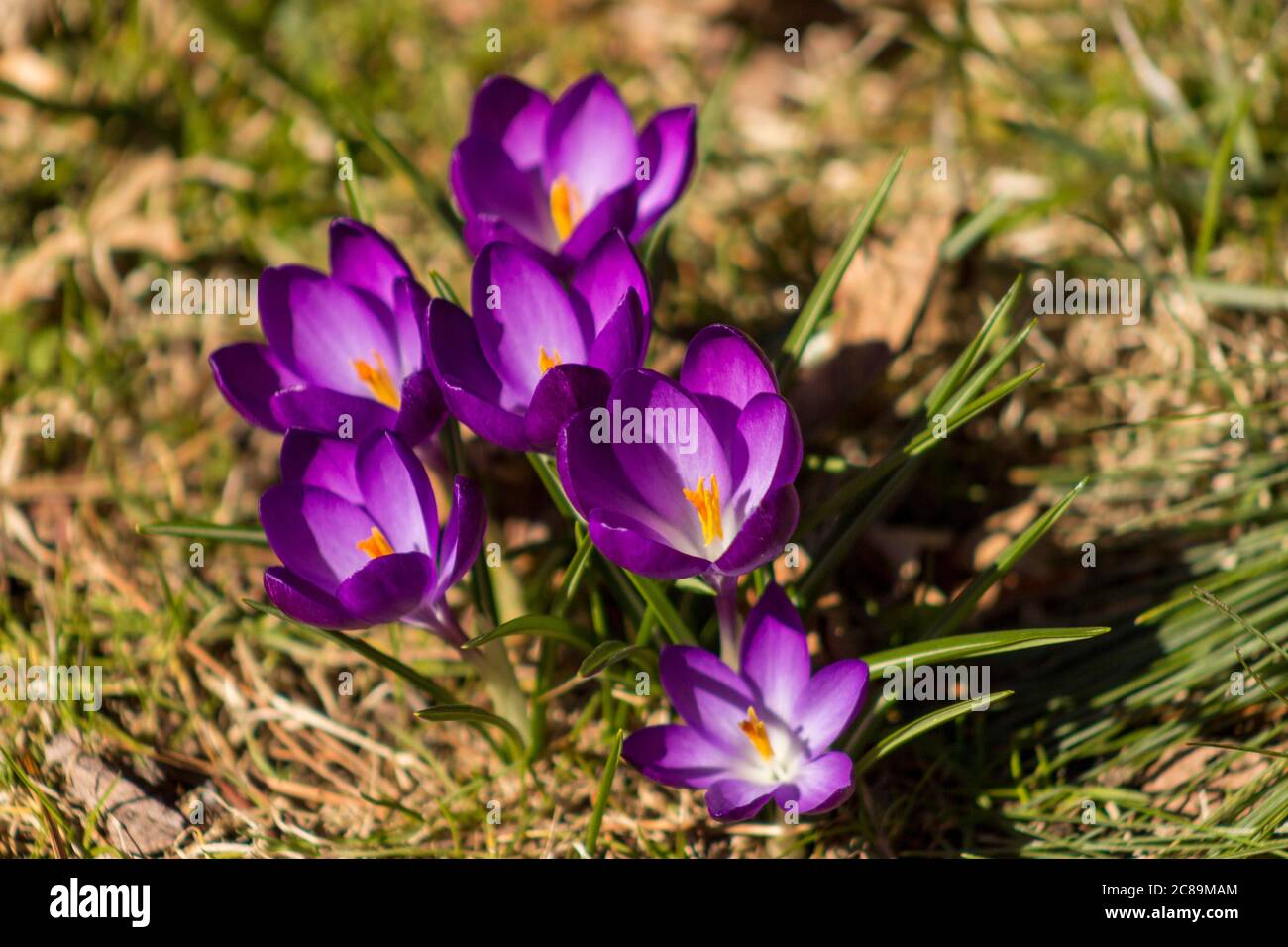 spring crocus in the grass Stock Photo
