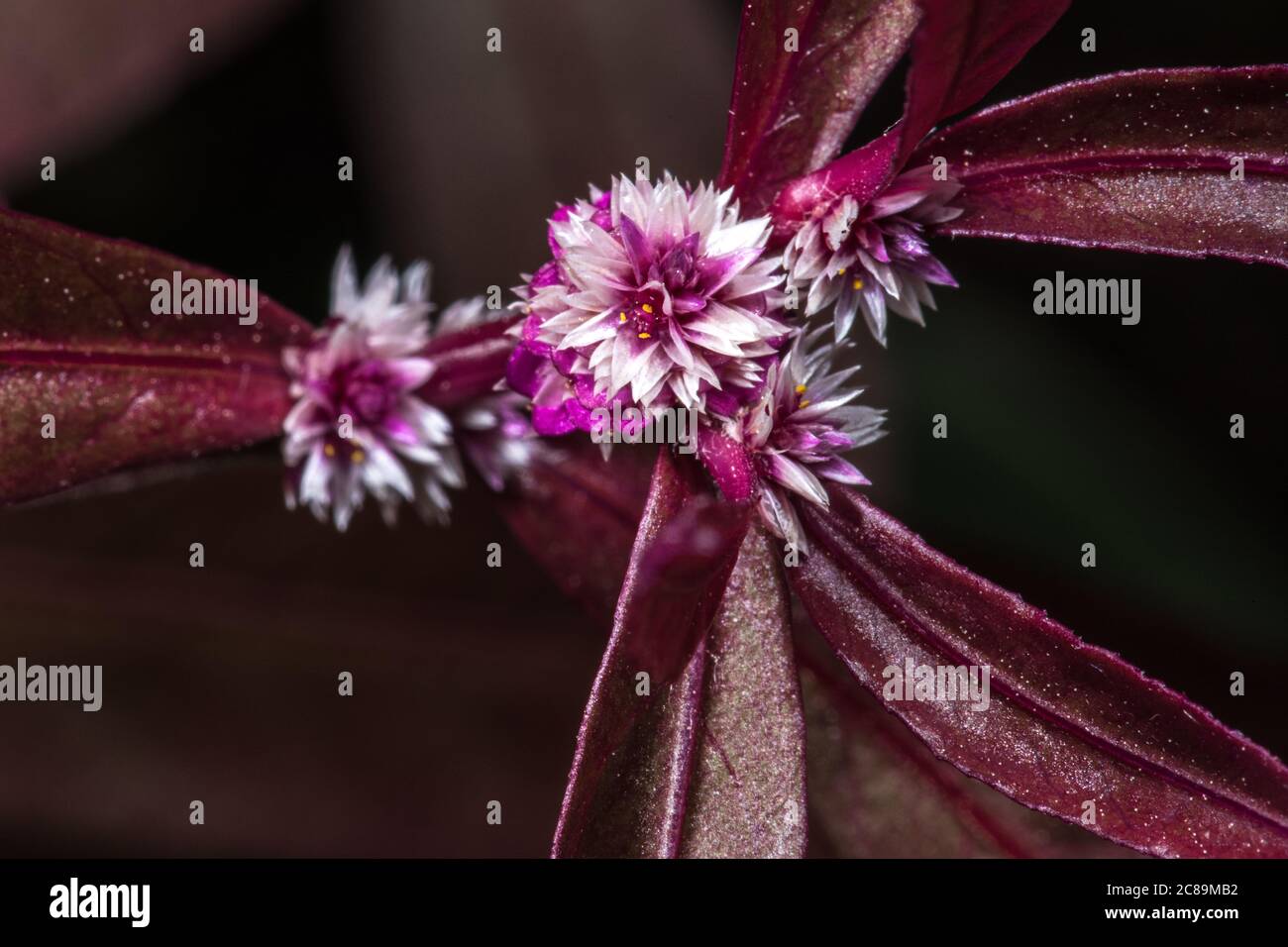 Flowers of Sessile Joyweed (Alternanthera sessilis) Stock Photo