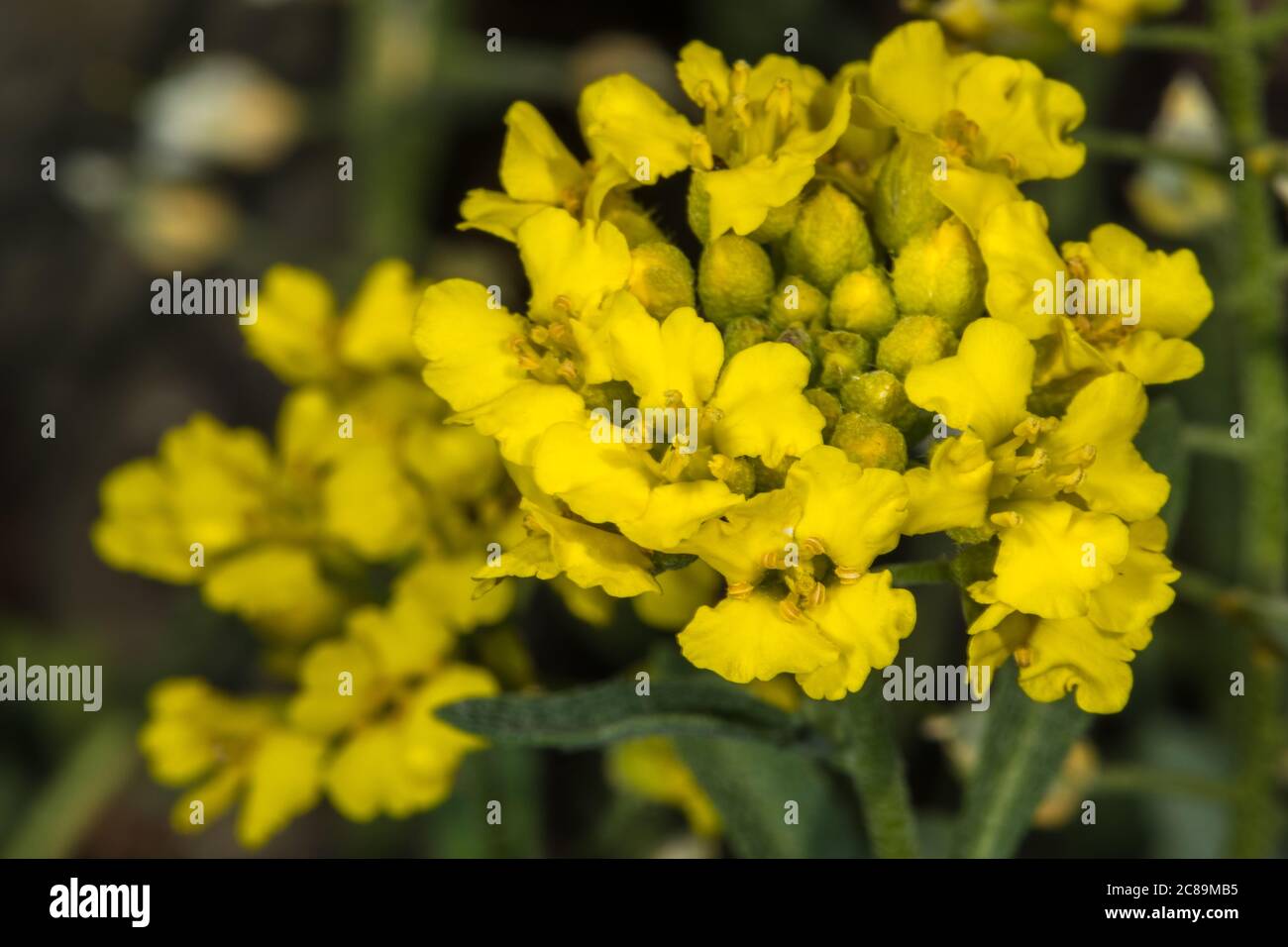 Flowers of Mountain Gold Madwort (Alyssum montanum) Stock Photo
