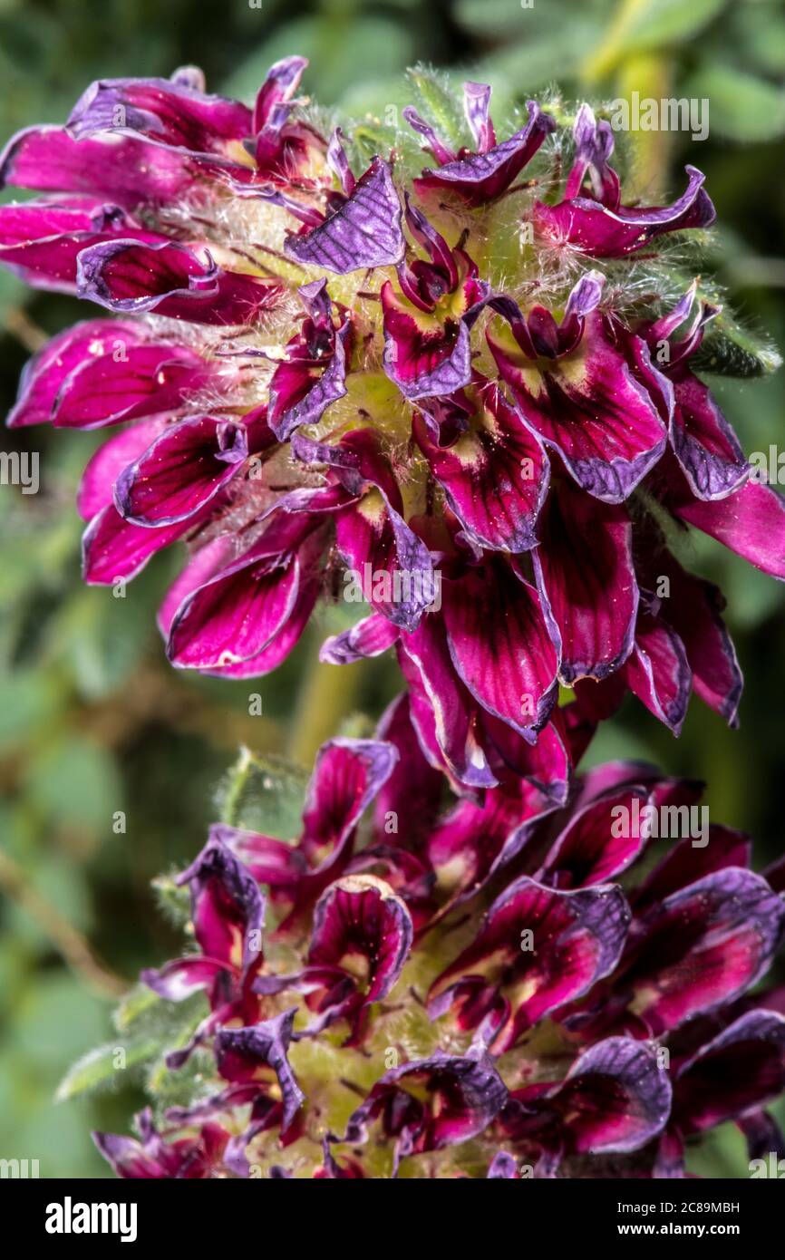 Flower of Mountain Kidney Vetch (Anthyllis montana) Stock Photo