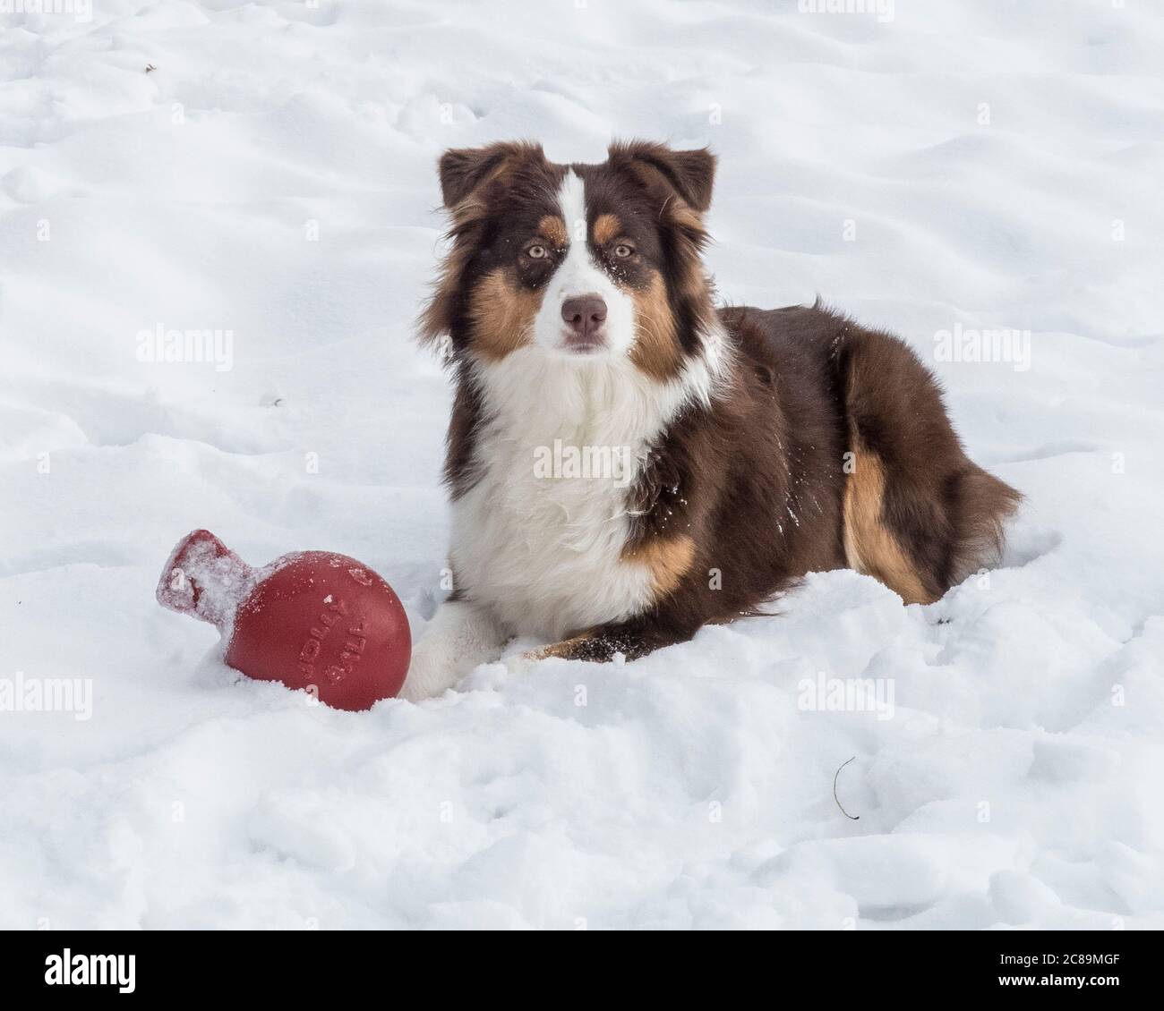 A Red Australian Shepherd playing in the snow. Stock Photo