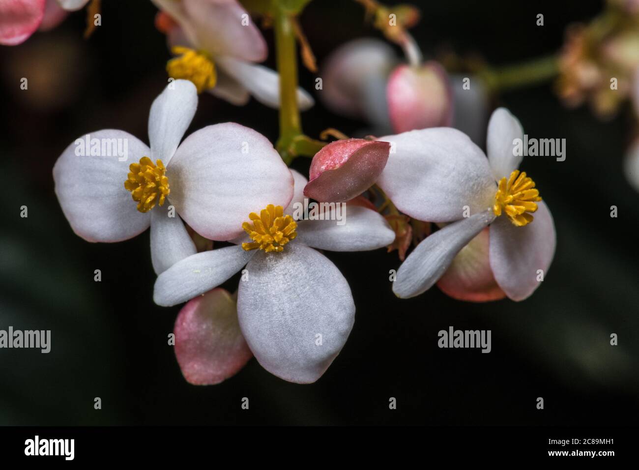 Flowers of Begonia Species (Begonia brachypoda) Stock Photo