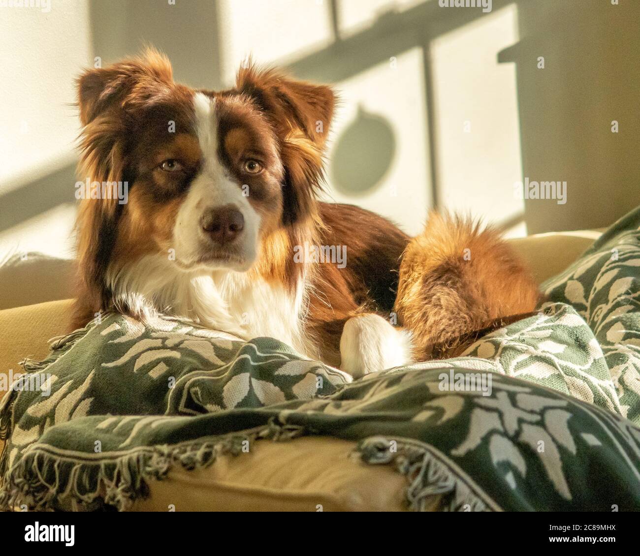 A Red Australian Shepherd laying on the couch Stock Photo