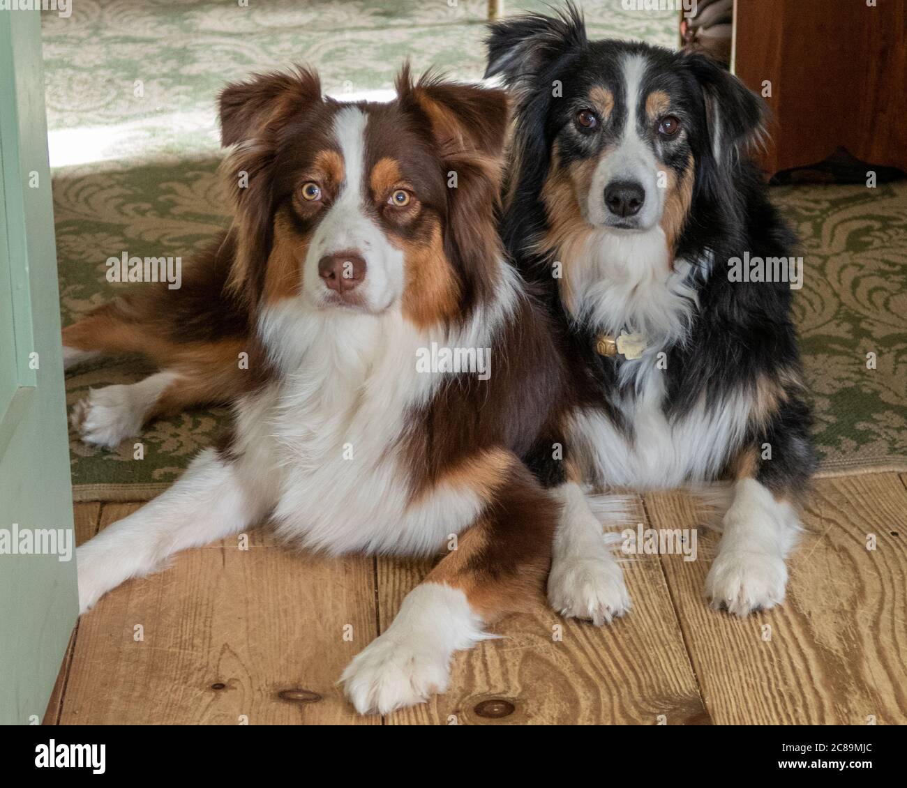 A Red Australian Shepherd and a Black Tri Australian Shepherd laying next to each other - female on the left, male on the right. Stock Photo