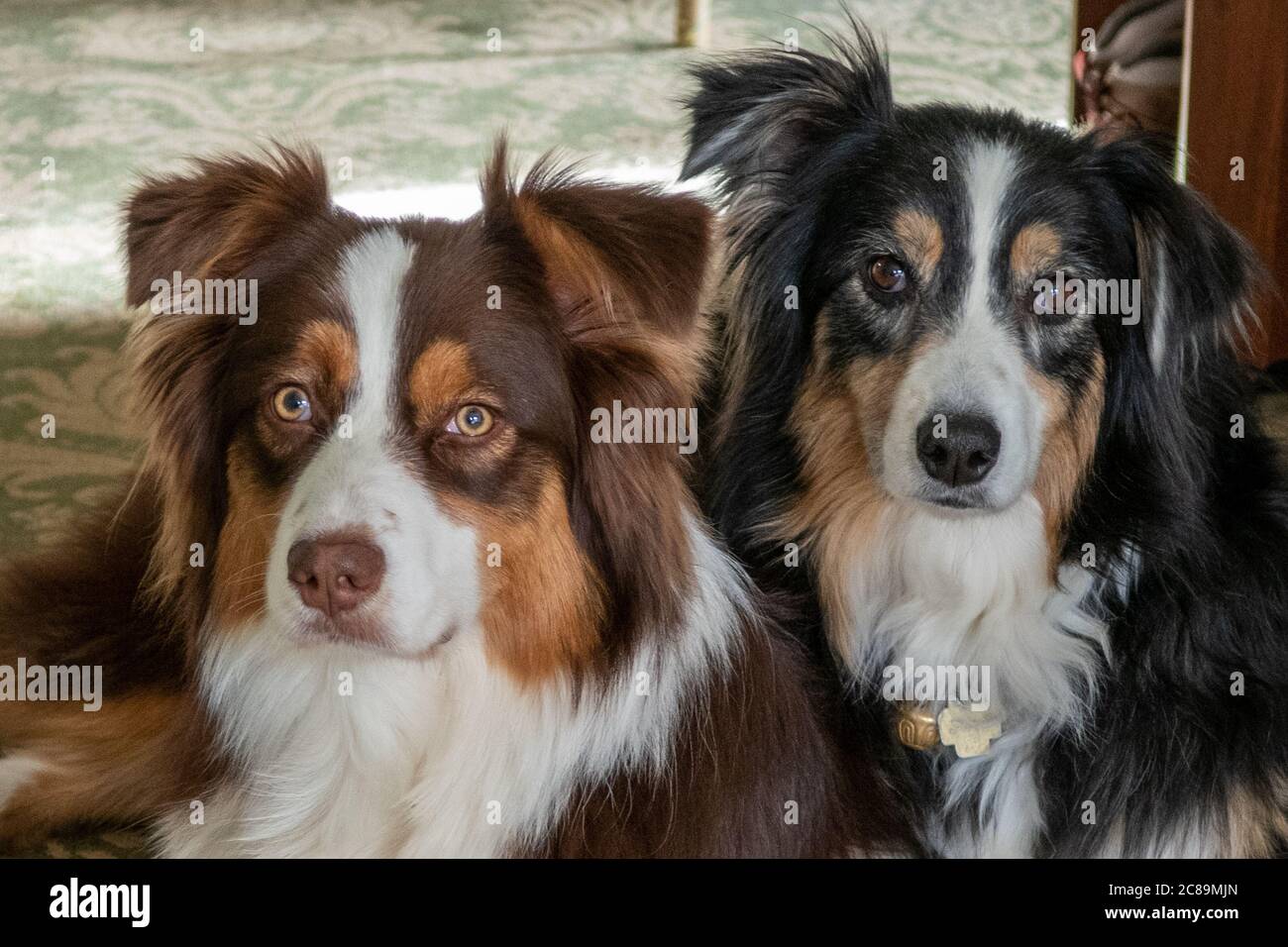 A Red Australian Shepherd and a Black Tri Australian Shepherd laying next to each other - female on the left - male on the right. Stock Photo