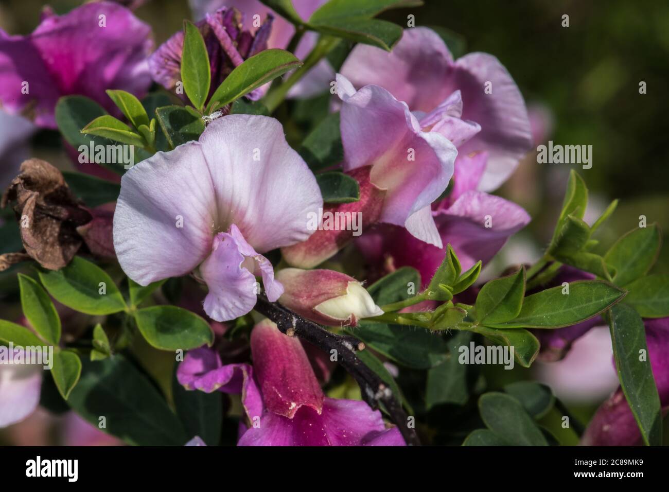 Flower of Purple Broom Cytisus (Chamaecytisus purpureus) Stock Photo