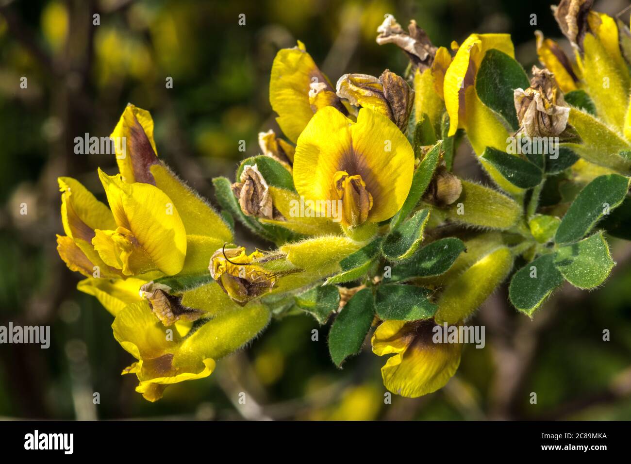 Flowers of Chamaecytisus or Cytisus triflorus Stock Photo