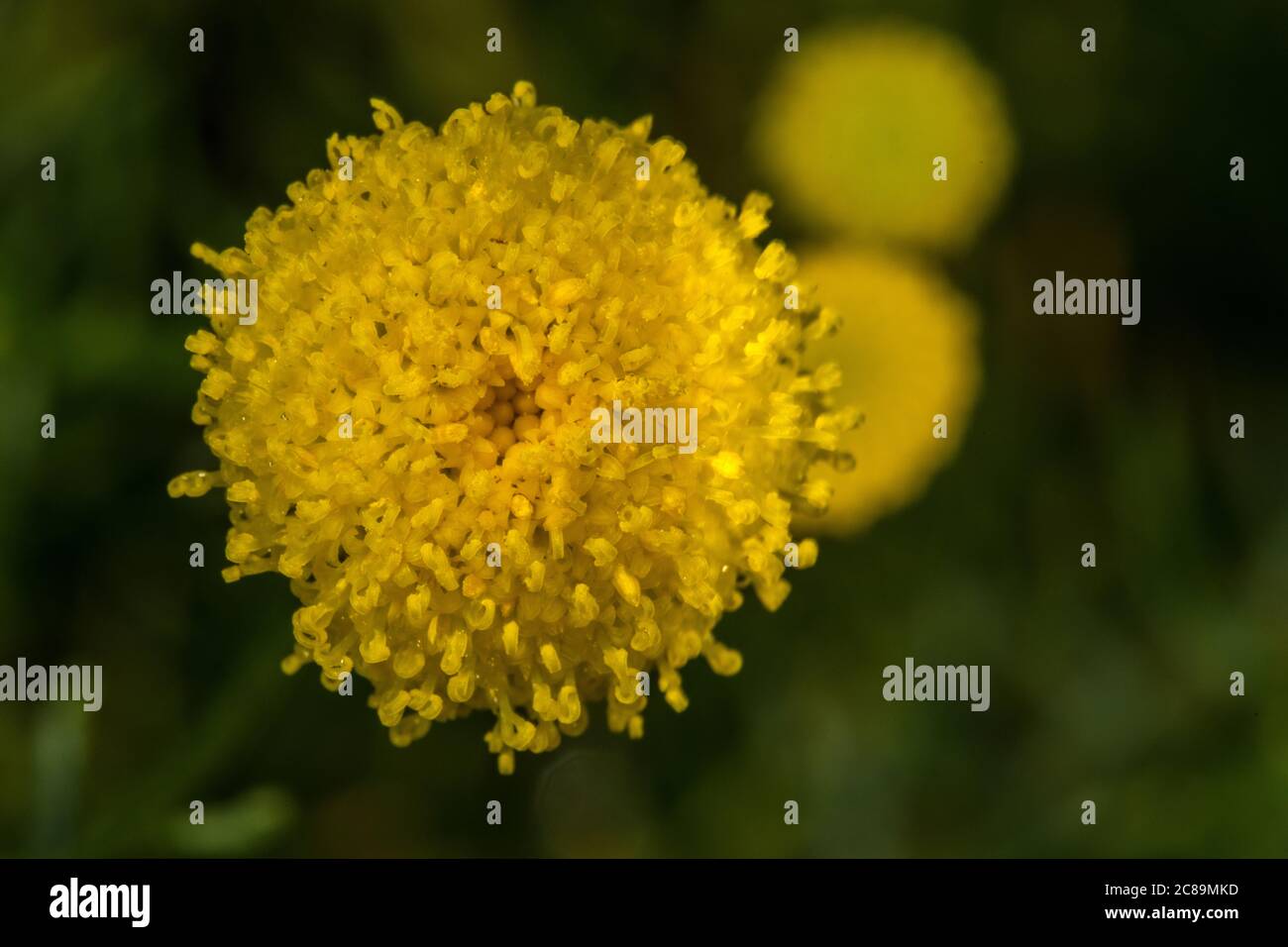 Flower of Chrysocoma coma-aurea Stock Photo