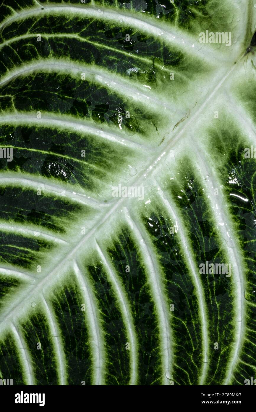 Leaf of a Caladium Plant (Caladium lindenii) Stock Photo