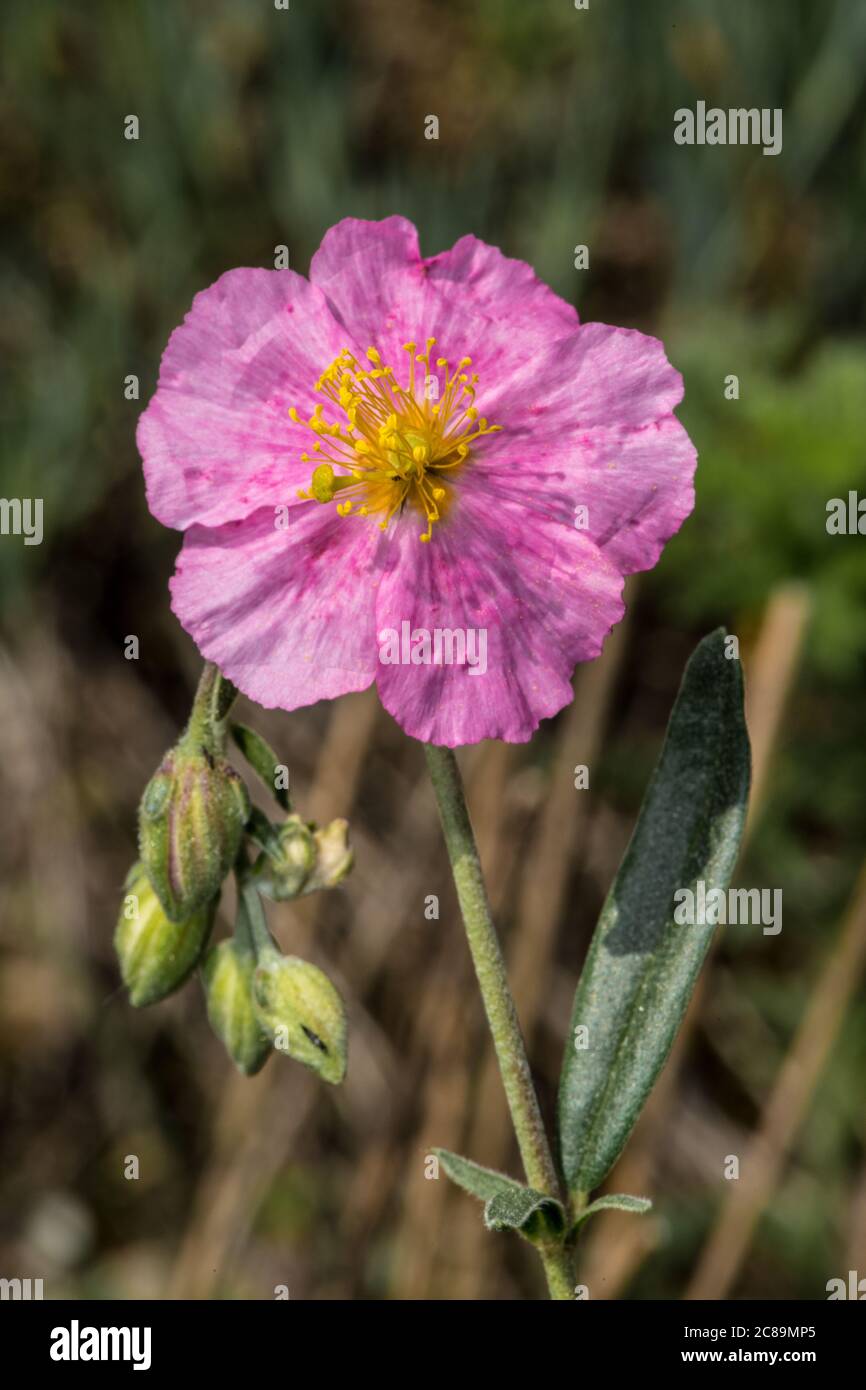 Flower of Rock-rose (Helianthemum apenninum) Stock Photo