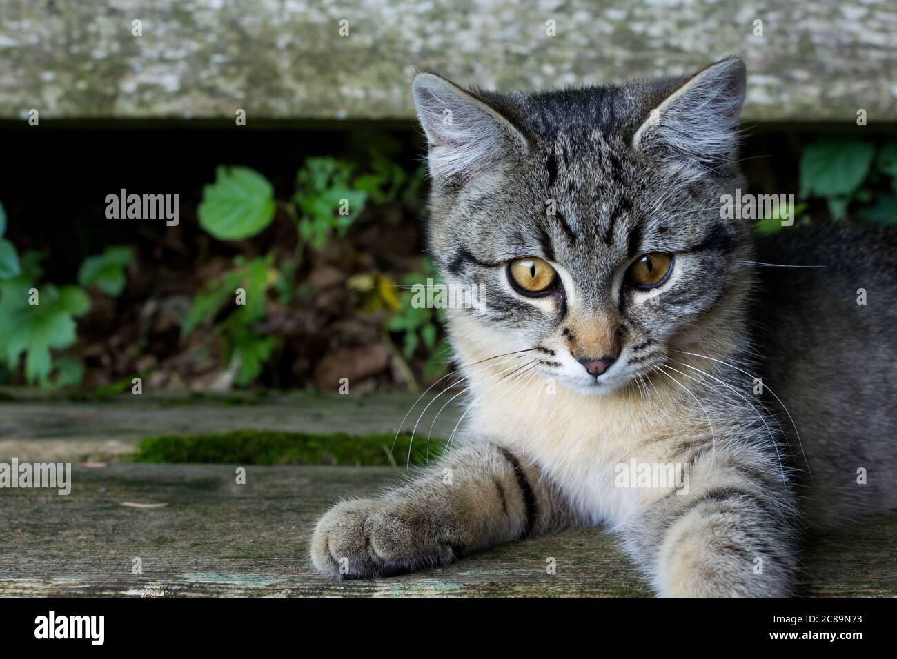 Adorable curious kitten sitting on a wooden bench outdoors Stock Photo
