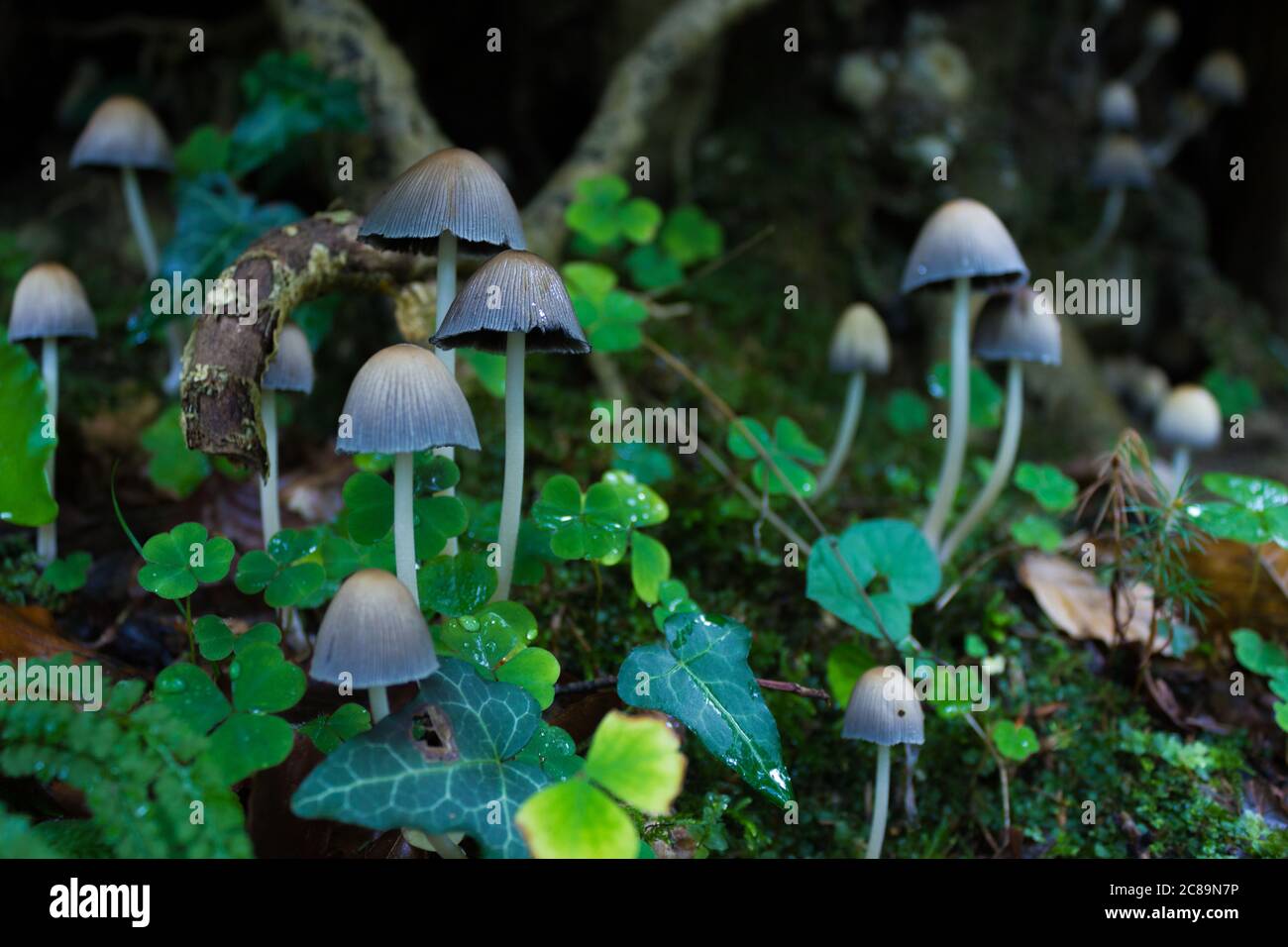 Shiny cap mushrooms (Coprinellus micaceus) at low angle Stock Photo