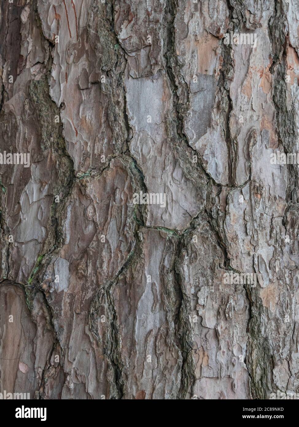 large, tree bark background texture, close up Stock Photo