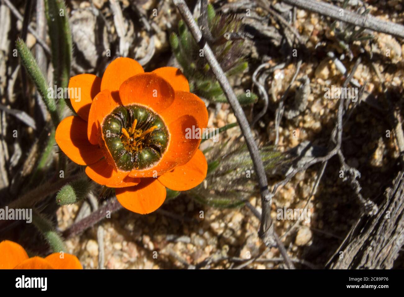 A variation of a beetle Daisy (Gorteria Diffusa) named for its Mimicry of beetles at the base of its petals, in Namaqua National Park, South Africa Stock Photo