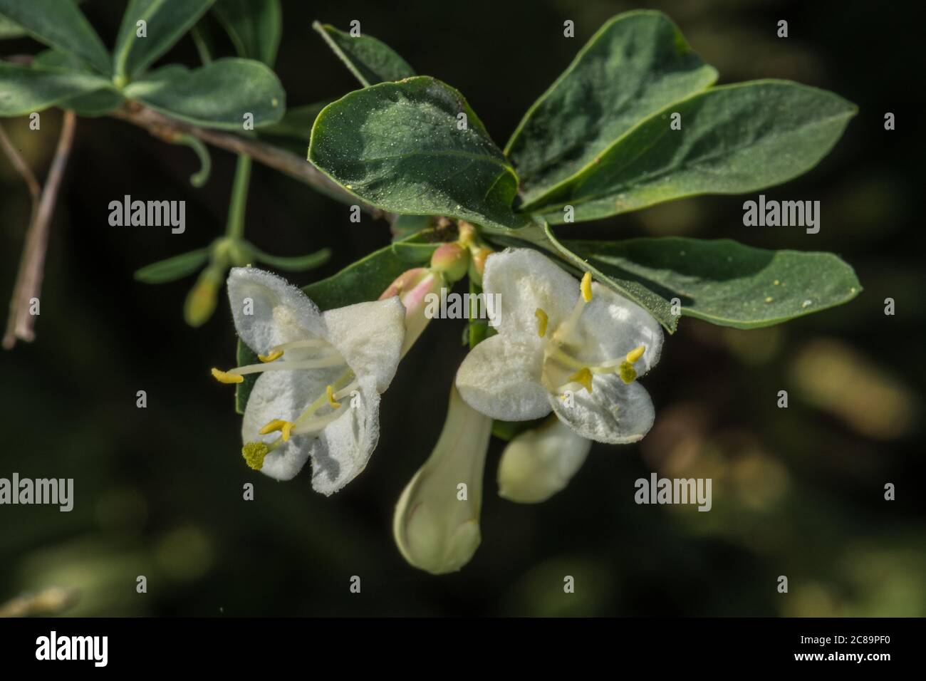 Pyrenean honeysuckle lonicera pyrenaica hi-res stock photography and images  - Alamy