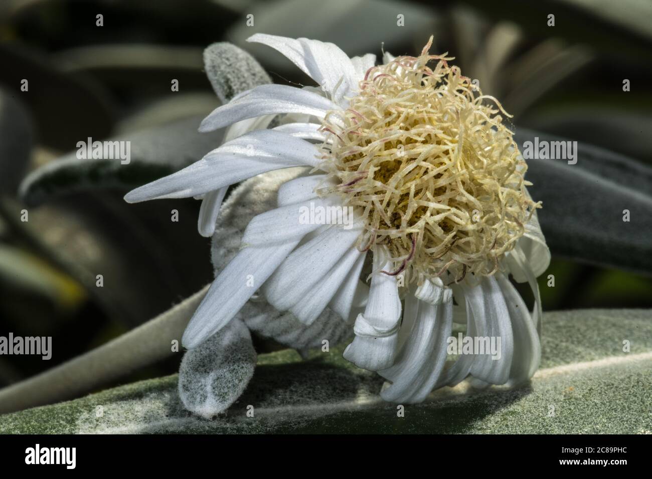 Flower of Marlborough Rock Daisy, Kaikoura Rock Daisy, or Rock Tree Daisy (Pachystegia insignis) Stock Photo