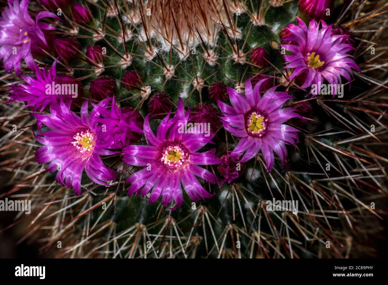 Flowers of Spiny Pincushion Cactus (Mammillaria spinosissima) Stock Photo