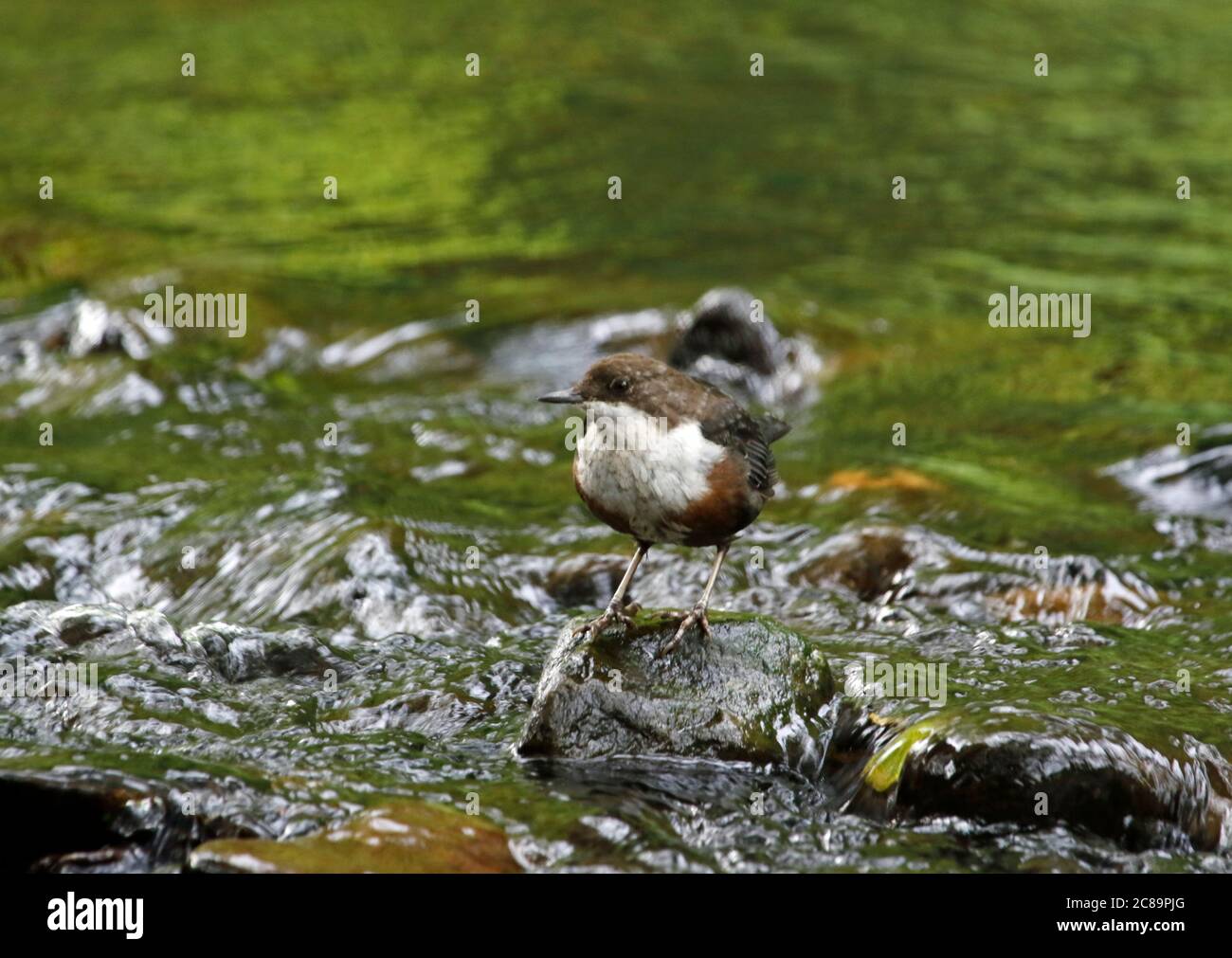 Dipper fishing in the river Stock Photo - Alamy