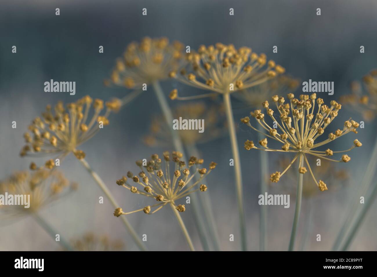Detail of umbels of fennel (foeniculum vulgare) in the field Stock Photo