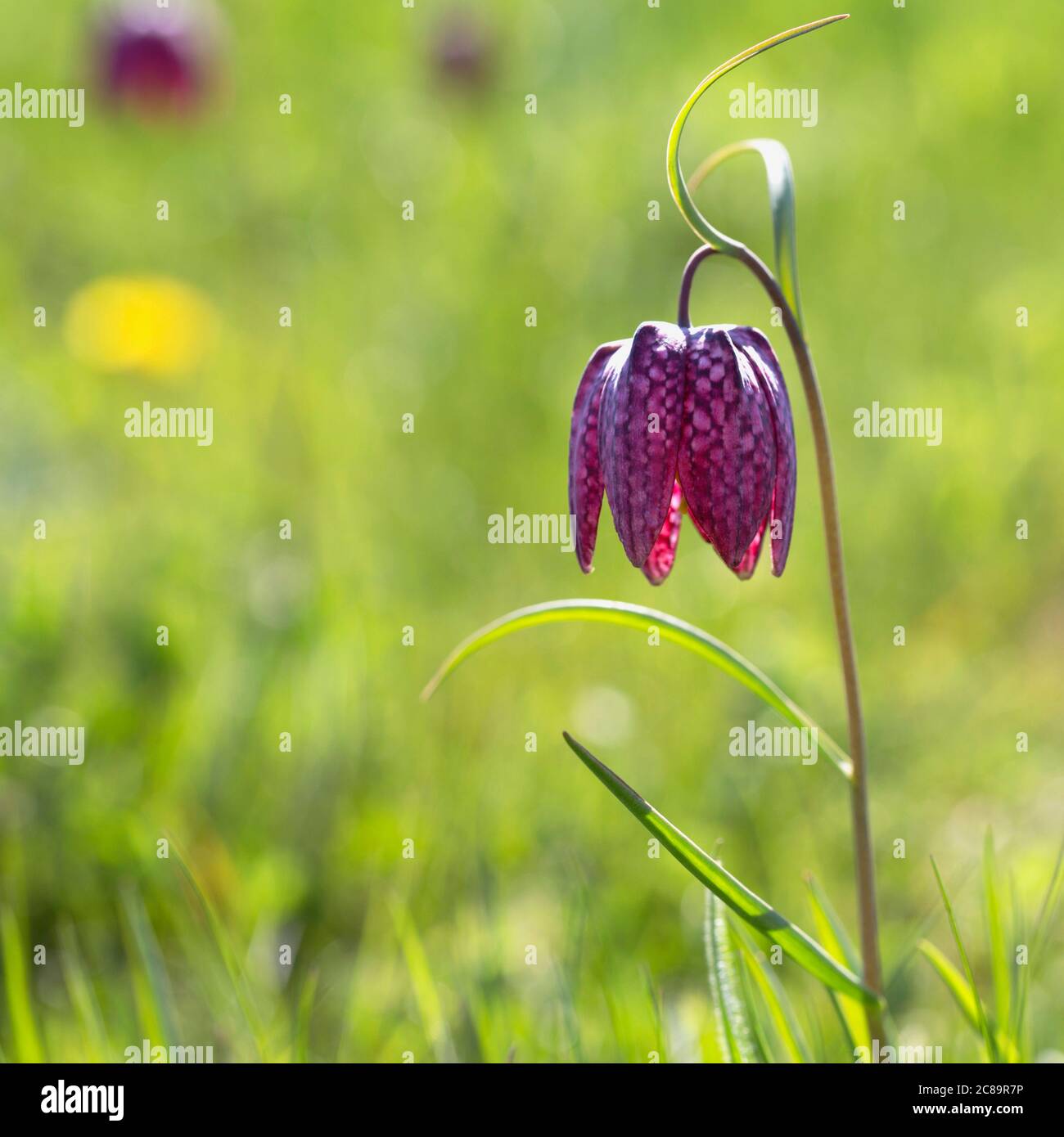 Fritillaria, Snakeshead Fritilliary, A snakeshead fritilliary growing wild in a field in Ducklington nr Witney, Oxfordshire Stock Photo