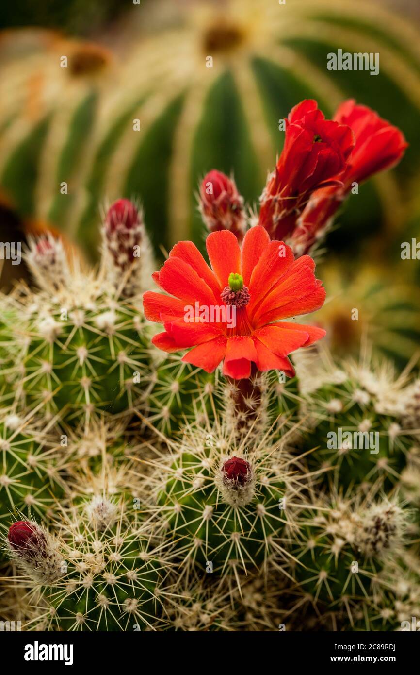 Cactus Flowering Cacti Close Up Showing Red Flower Stock Photo Alamy Cactus Flowering Cacti Close Up Showing Red Flower 2C89RDJ