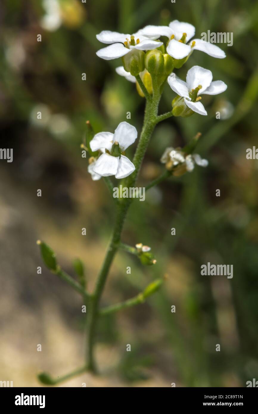 Flower of Alpine Hutchinsia (Pritzelago alpina subsp. alpina) Stock Photo