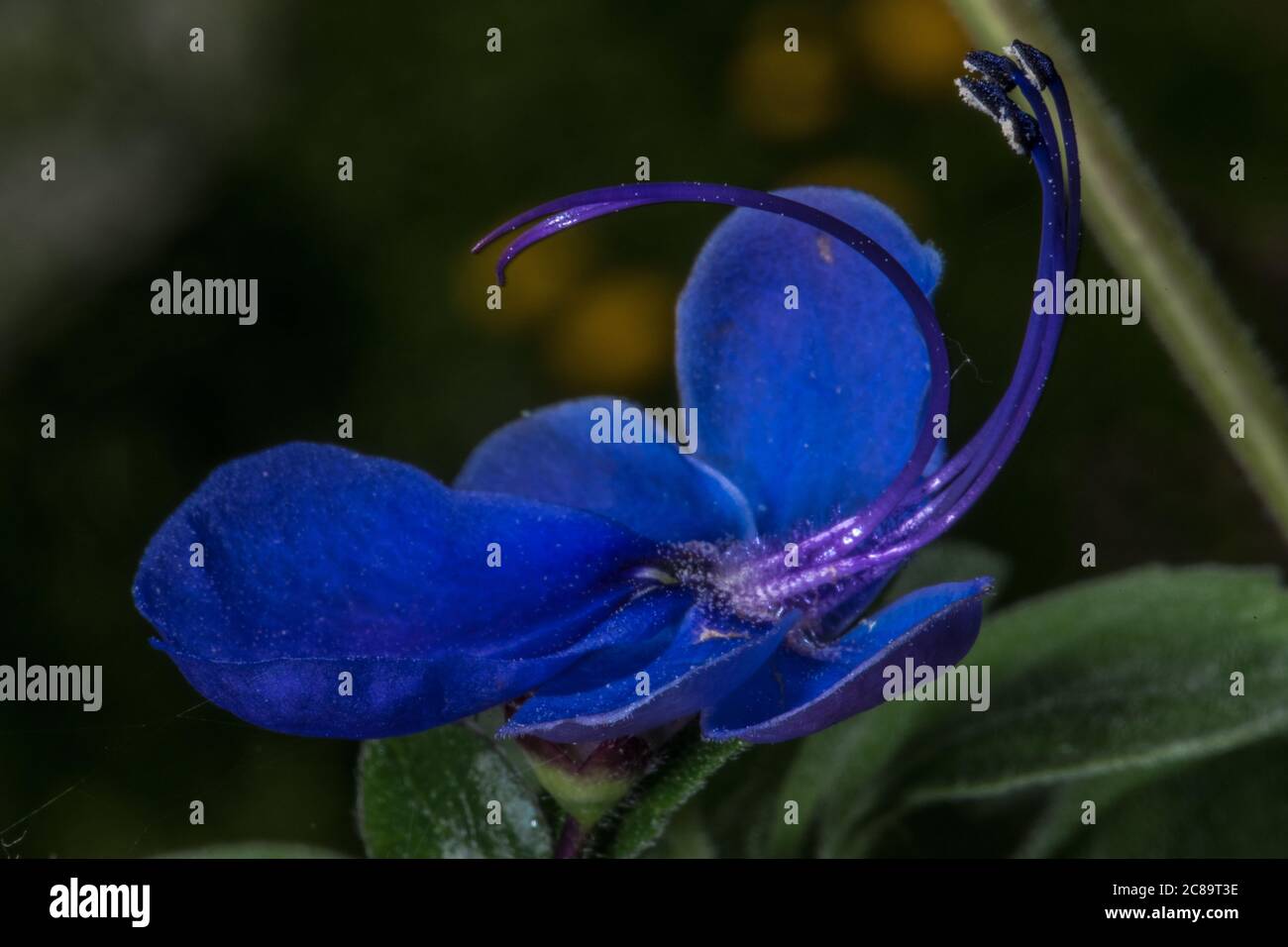 Flower of Blue Glory Bower or Blue Butterfly Bush (Rotheca myricoides) Stock Photo