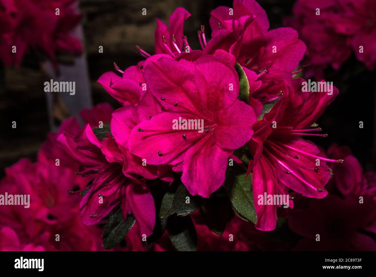 Flowers of (Rhododendron obtusum) Stock Photo