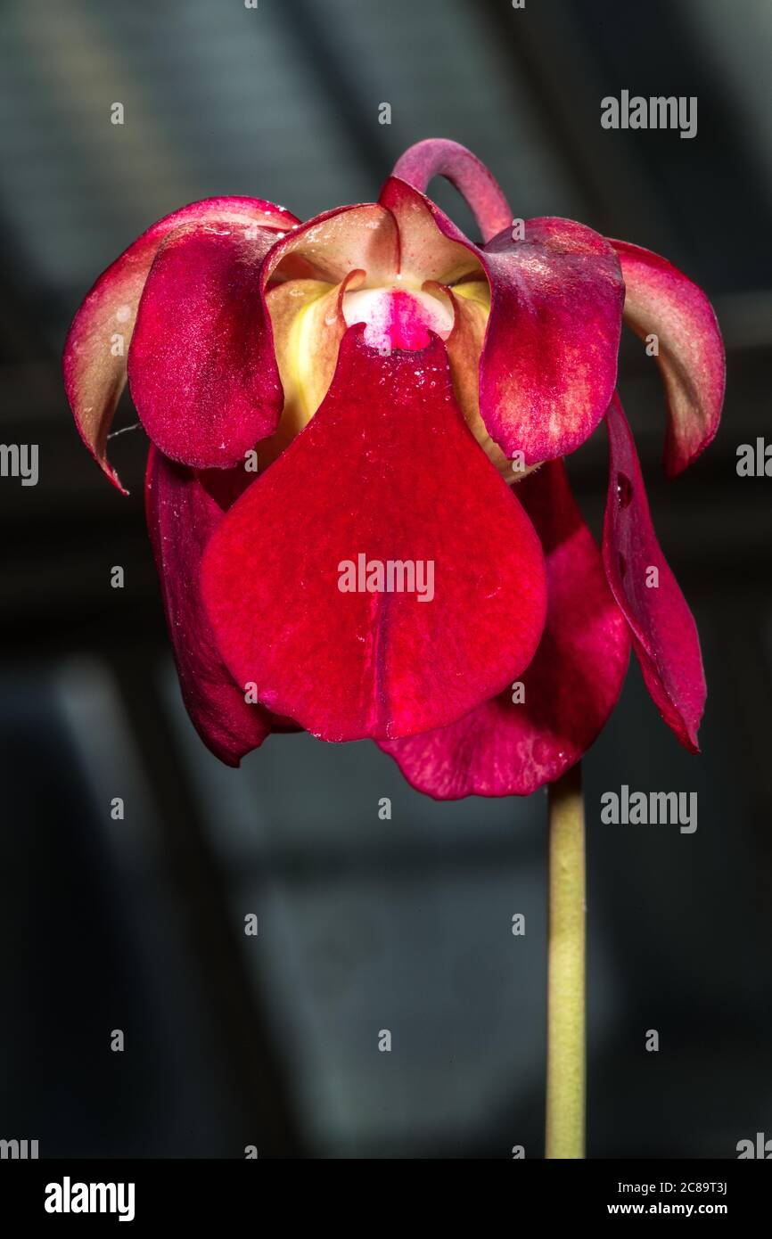 Flower of sweet Pitcher Plant (Sarracenia rubra) Stock Photo