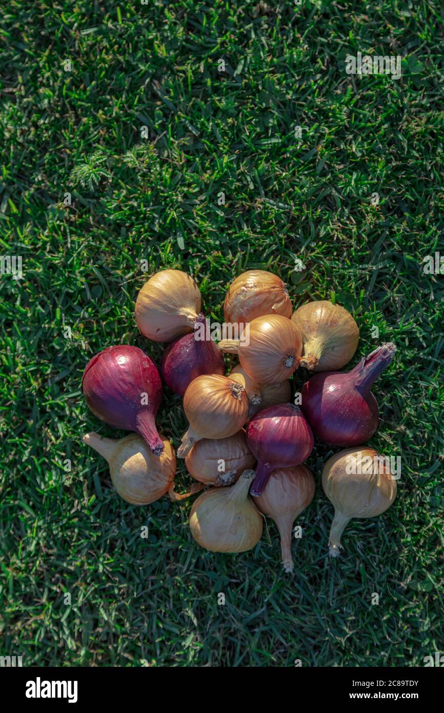 Closeup yellow red onions hi-res stock photography and images - Alamy