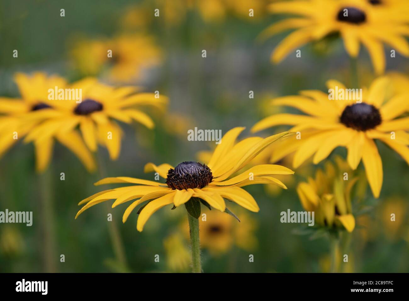 Rudbeckia, Golden Cone Flowers, Rudbecka, Side view of flowers with