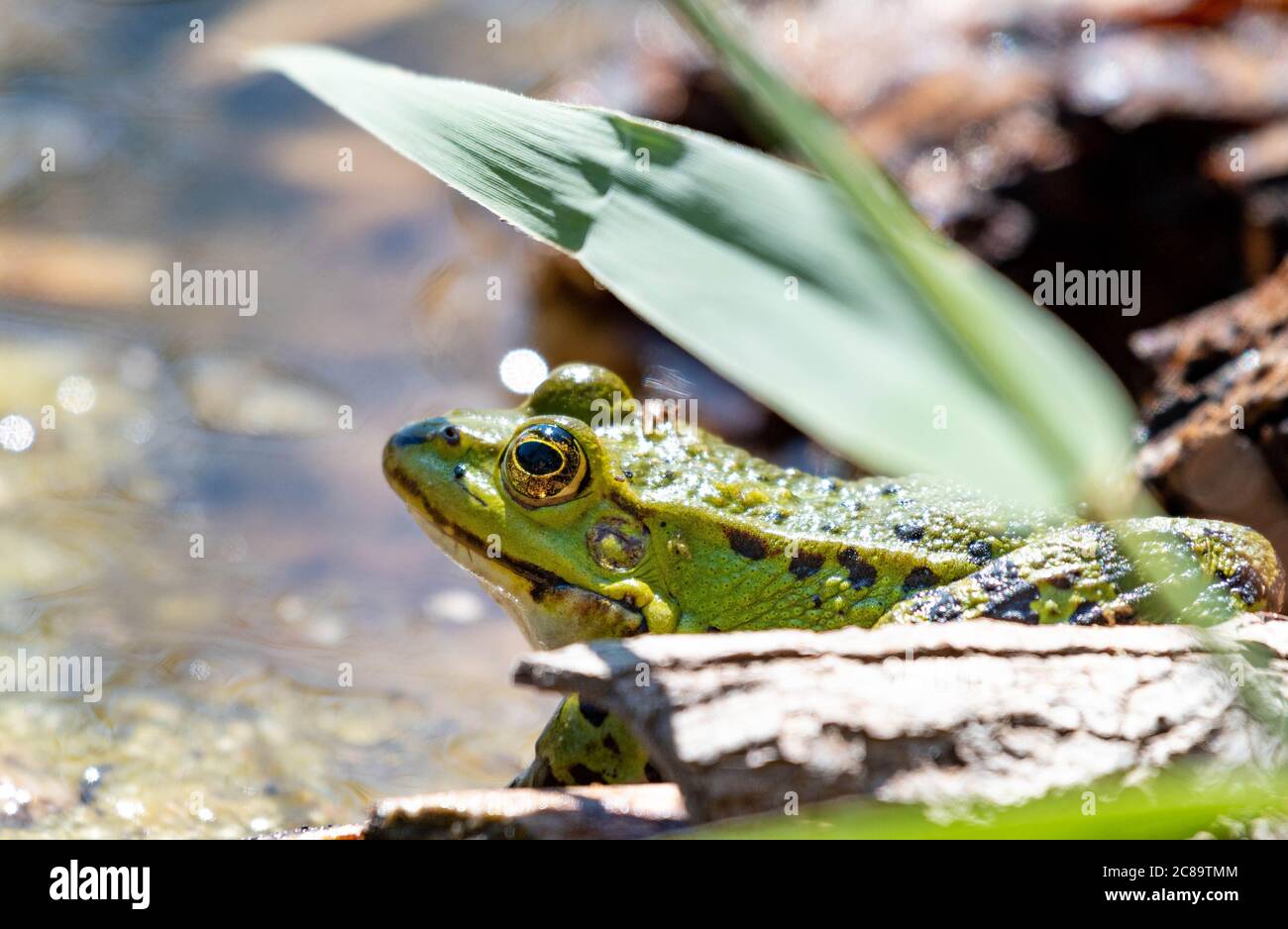 frog in a pond Stock Photo