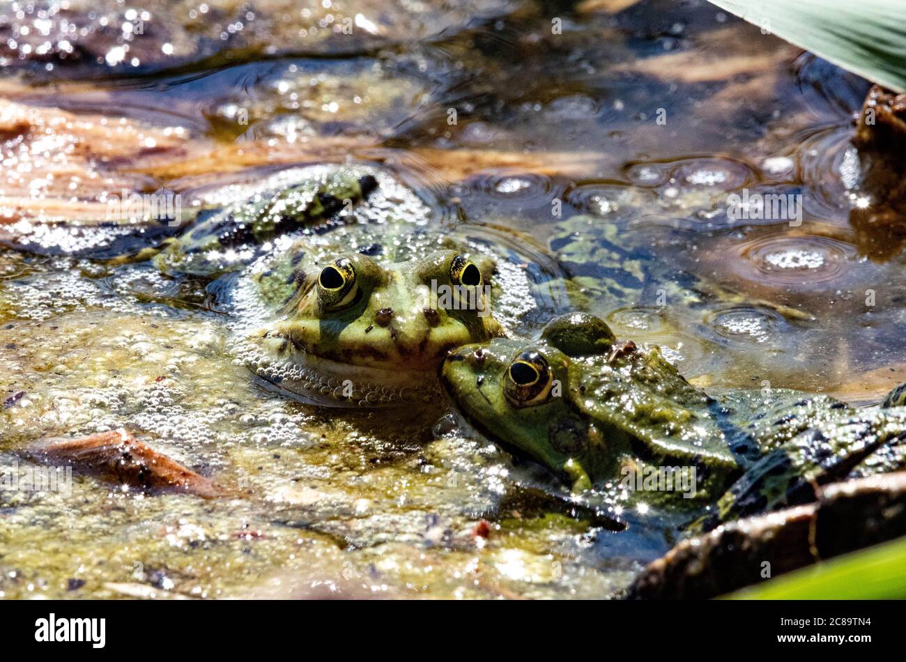 frogs in a pond Stock Photo