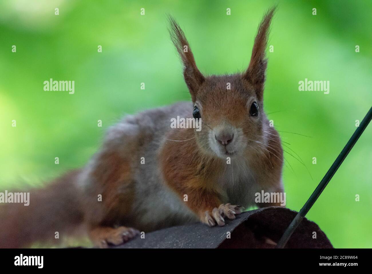 squirrel, sciurus vulgaris on a feeding house Stock Photo