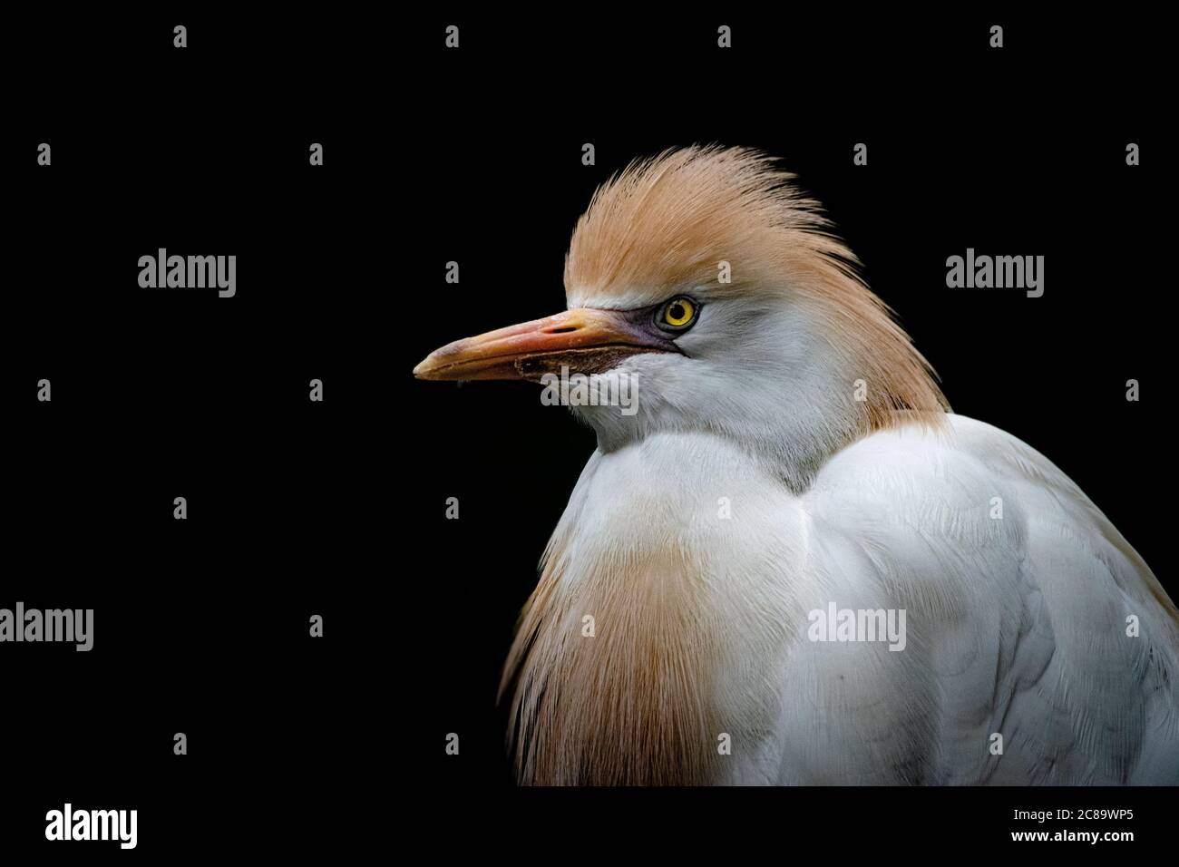 cattle egret, bubulus ibis portrait with black background Stock Photo