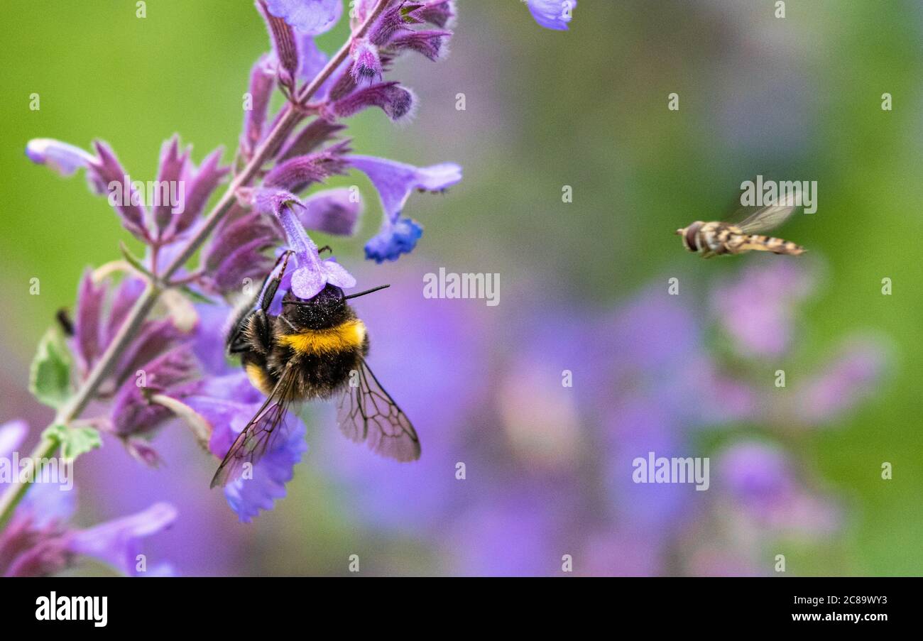 bumblebee, bombus and a mimic fly Stock Photo