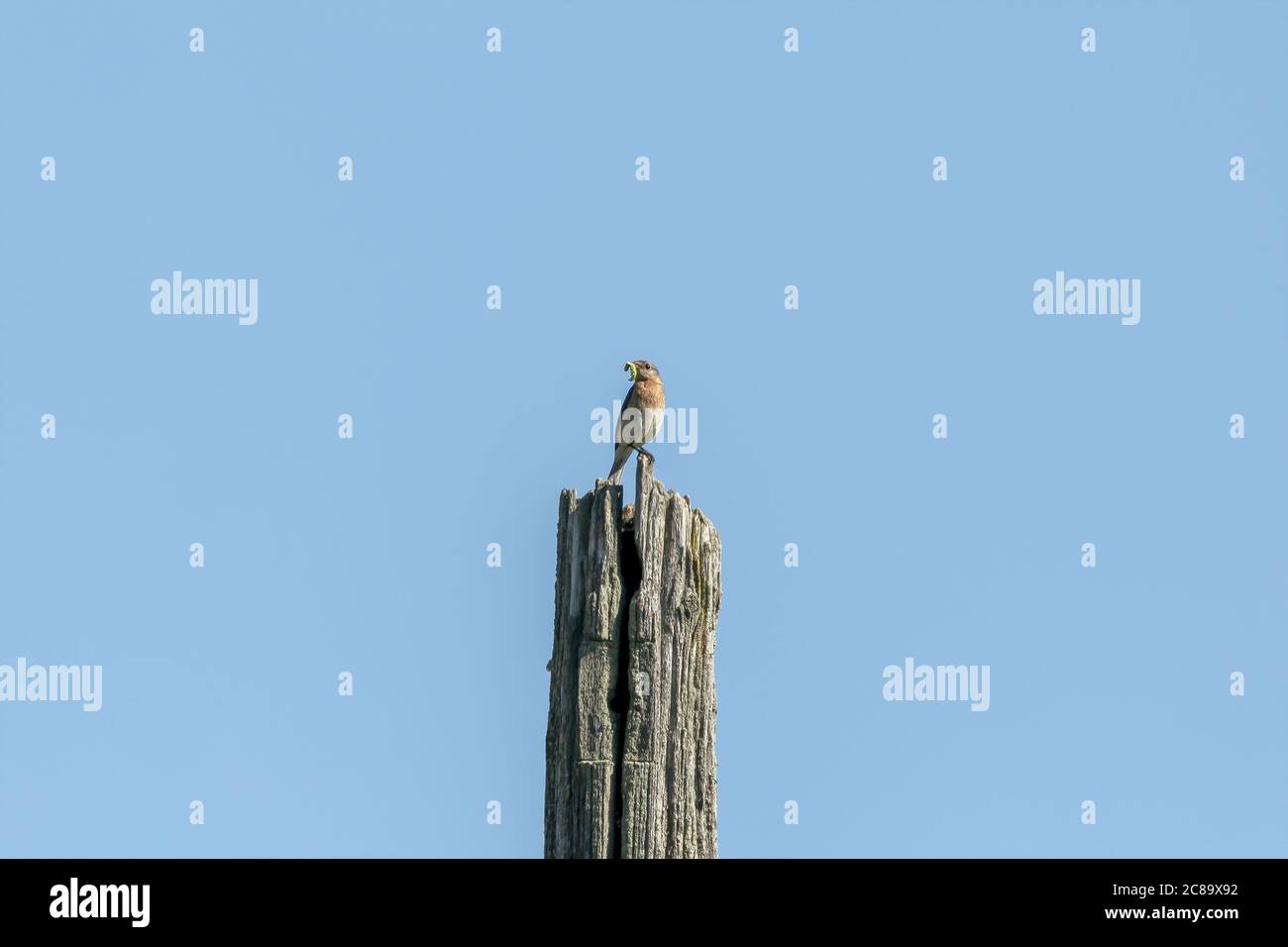 Eastern Bluebirds bring food to the young Stock Photo - Alamy