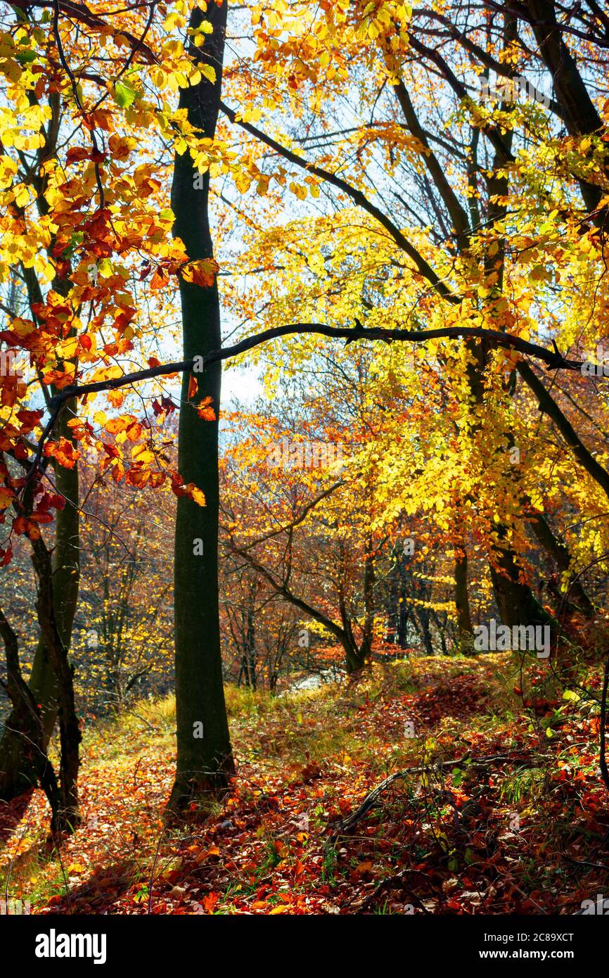 forest in fall foliage. beautiful nature background on a sunny autumn day. colorful scenery in the beech woods Stock Photo