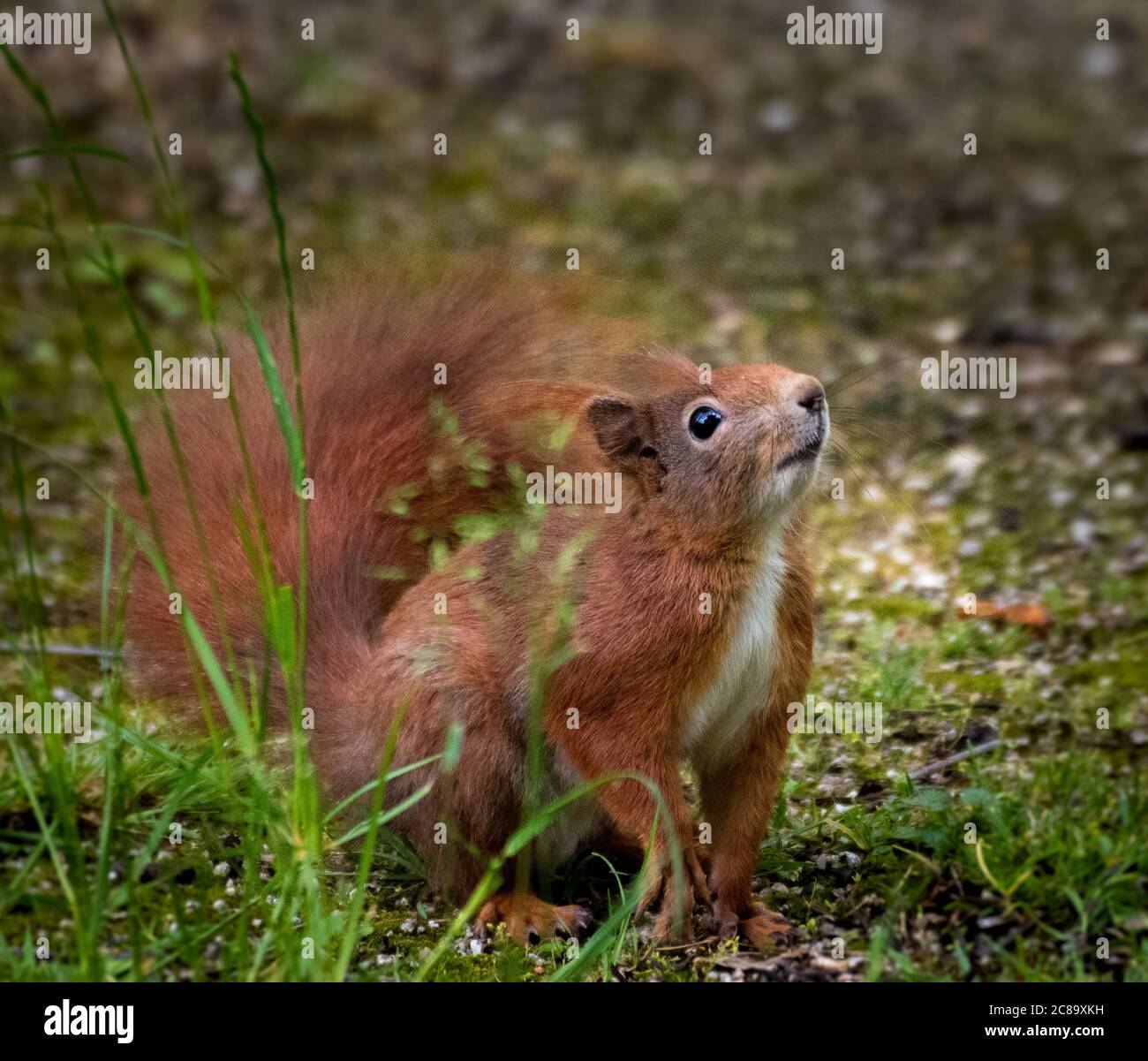 curious red squirrel, sciurus vulgaris on the ground watching Stock Photo