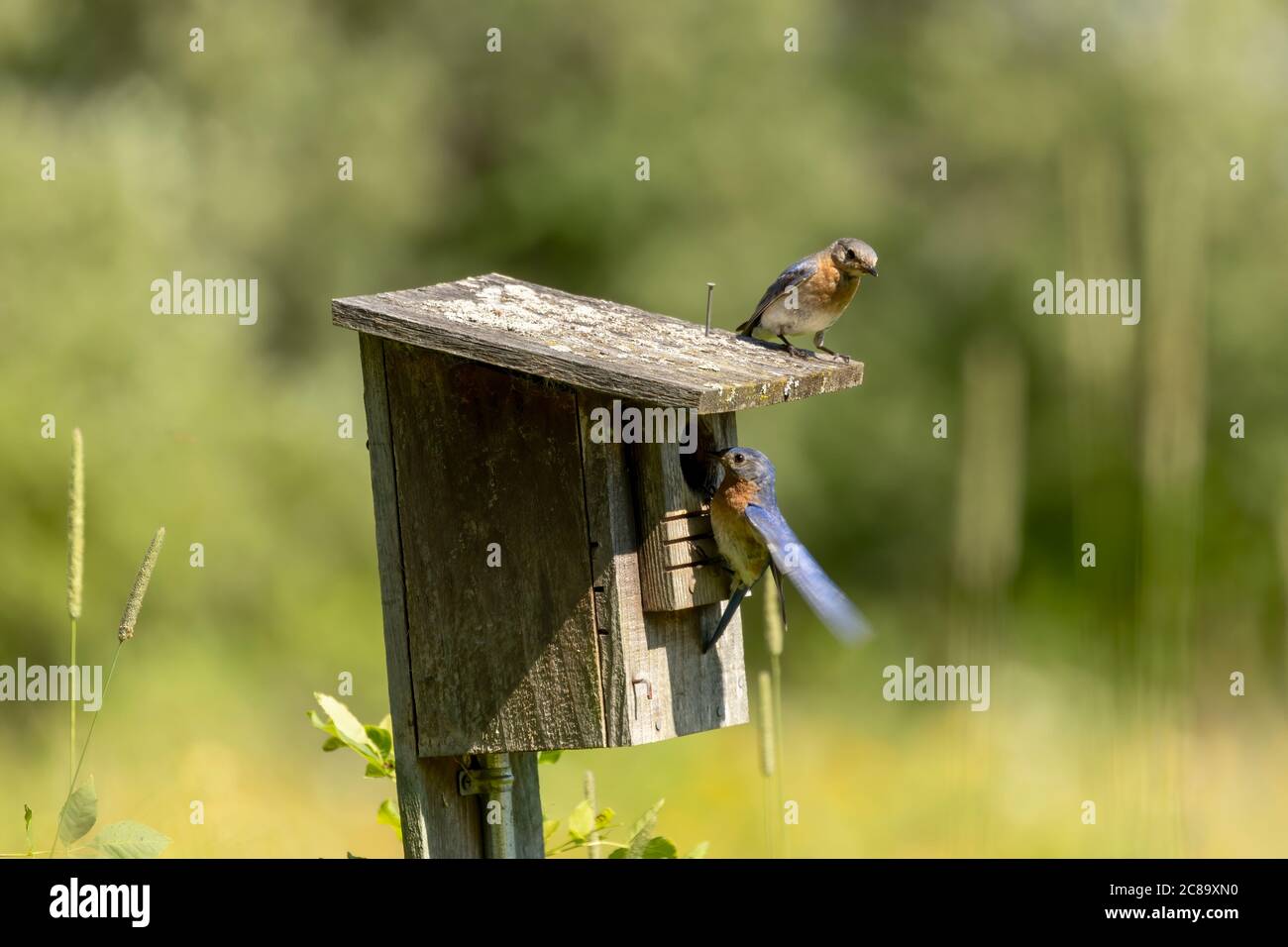 Eastern Bluebirds bring food to the young Stock Photo Alamy